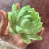Handmade Green Lotus Flower Incense Holder