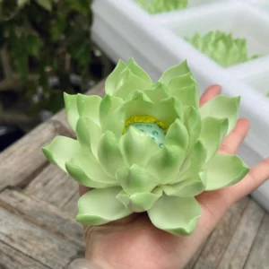 Handmade Green Lotus Flower Incense Holder