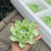 Handmade Green Lotus Flower Incense Holder
