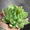 Handmade Green Lotus Flower Incense Holder