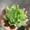 Handmade Green Lotus Flower Incense Holder