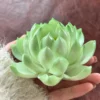 Handmade Green Lotus Flower Incense Holder