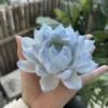 Handmade Blue Lotus Flower Incense Holder