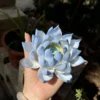 Handmade Blue Lotus Flower Incense Holder