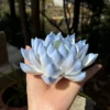 Handmade Blue Lotus Flower Incense Holder