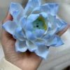 Handmade Blue Lotus Flower Incense Holder