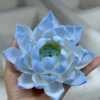 Handmade Blue Lotus Flower Incense Holder
