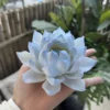 Handmade Blue Lotus Flower Incense Holder