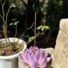 Handmade Purple Lotus Flower Incense Holder