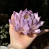 Handmade Purple Lotus Flower Incense Holder