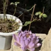 Handmade Purple Lotus Flower Incense Holder
