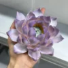 Handmade Purple Lotus Flower Incense Holder