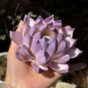 Handmade Purple Lotus Flower Incense Holder