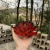Handmade Red and Black Lotus Flower Incense Holder