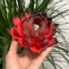 Handmade Red and Black Lotus Flower Incense Holder