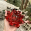 Handmade Red and Black Lotus Flower Incense Holder