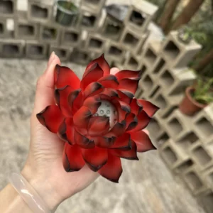 Handmade Red and Black Lotus Flower Incense Holder