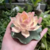 Handmade Pink Lotus Flower Incense Holder