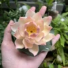 Handmade Pink Lotus Flower Incense Holder