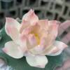 Handmade Pink Lotus Flower Incense Holder