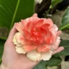 Handmade Pink Peony Flower Incense Holder