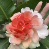 Handmade Pink Peony Flower Incense Holder