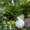 Handmade White Garlic-Shaped Incense Holder
