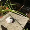 Handmade White Garlic-Shaped Incense Holder