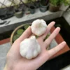 Handmade White Garlic-Shaped Incense Holder