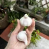 Handmade White Garlic-Shaped Incense Holder