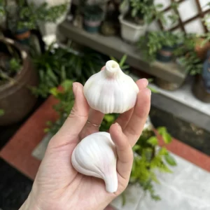 Handmade White Garlic-Shaped Incense Holder