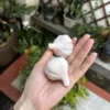 Handmade White Garlic-Shaped Incense Holder