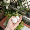 Handmade White Garlic-Shaped Incense Holder