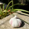 Handmade White Garlic-Shaped Incense Holder