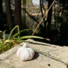 Handmade White Garlic-Shaped Incense Holder