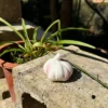 Handmade White Garlic-Shaped Incense Holder