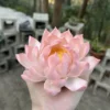Handmade Pink Lotus Flower Ceramic Incense Holder