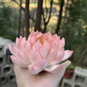 Handmade Pink Lotus Flower Ceramic Incense Holder