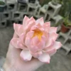 Handmade Pink Lotus Flower Ceramic Incense Holder