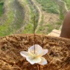 Handmade Blue/Pink Flower in Bloom Ceramic Incense Holder