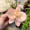 Handmade Blue/Pink Flower in Bloom Ceramic Incense Holder