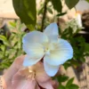 Handmade Blue/Pink Flower in Bloom Ceramic Incense Holder