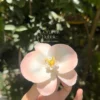Elegant Handmade Ceramic Incense Holder Orchid Shaped Stick Burner incense stick holder