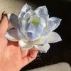 Blue/Red/Yellow/Green/White Flower Shaped Ceramic Incense Holder Unique Handmade Lotus Shaped Incense Holder