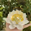 Handmade Blooming White Lotus Flower Shaped Ceramic Incense Stick Holder