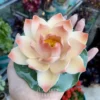 Handmade Pink Ceramic Incense Holder Unique Design Lotus Flower Shaped Incense Holder for Sticks