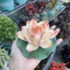 Handmade Pink Ceramic Incense Holder Unique Design Lotus Flower Shaped Incense Holder for Sticks