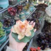 Handmade Pink Ceramic Incense Holder Unique Design Lotus Flower Shaped Incense Holder for Sticks