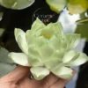 Green Lotus Flower Shaped Incense Stick Holder Handmade Ceramic Incense Holder