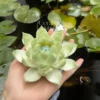 Green Lotus Flower Shaped Incense Stick Holder Handmade Ceramic Incense Holder